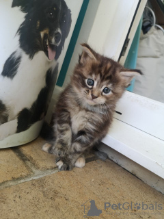 Photos supplémentaires: Chatons Maine Coon en bonne santé à vendre avec services de livraison