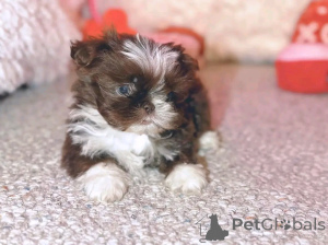 Photo №1. shih tzu - à vendre en ville de Berlin | 300€ | Annonce №137180