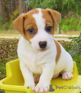 Photo №1. jack russell terrier - à vendre en ville de Prague | négocié | Annonce №170671