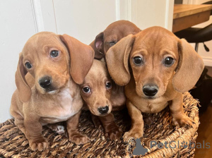 Photo №4. Je vais vendre teckel en ville de Berlin. annonce privée - prix - négocié