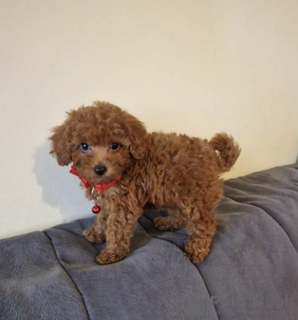 Photo №1. caniche (jouet) - à vendre en ville de Hambourg | Gratuit | Annonce №169014