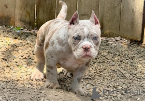 Photo №2 de l'annonce № 137881 de la vente american bully - acheter à USA annonce privée