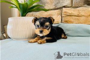 Photo №3. Teacup Yorkshire Terrier Puppy en adoption gratuite. Allemagne