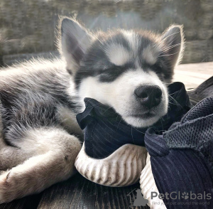 Photo №4. Je vais vendre husky de sibérie en ville de Jūrmala. annonce privée - prix - 350€