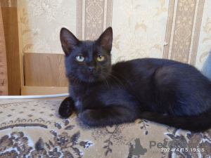 Photos supplémentaires: Chaton chaton noir Felicia comme cadeau pour les bons cœurs !