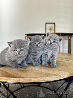 Photo №1. british shorthair - à vendre en ville de Appenzell | 350€ | Annonce № 178735