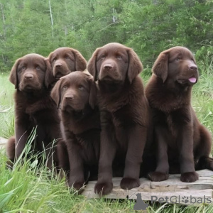 Photo №2 de l'annonce № 168089 de la vente labrador retriever - acheter à Allemagne annonce privée