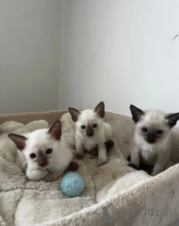 Photo №1. siamois - à vendre en ville de Bamberg | 350€ | Annonce № 147240