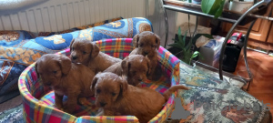 Photos supplémentaires: Cavapoo pappy génération f1