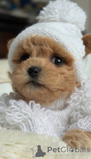 Photo №1. bichon maltais - à vendre en ville de Berlin | négocié | Annonce №164613