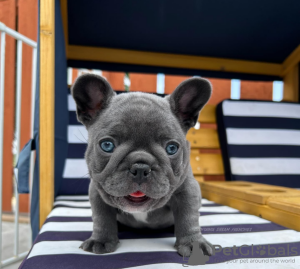 Photo №4. Je vais vendre bouledogue en ville de Дортмунд. annonce privée - prix - 320€