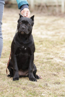 Photo №3. Cane Corso Girl couleur noire. Fédération de Russie