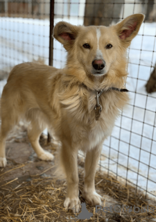 Photo №1. chien bâtard - à vendre en ville de Voronezh | Gratuit | Annonce №135203