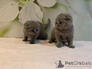 Photo №3. Chatons Scottish Fold en bonne santé en Allemagne. Allemagne