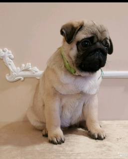 Photos supplémentaires: Pug puppy girl