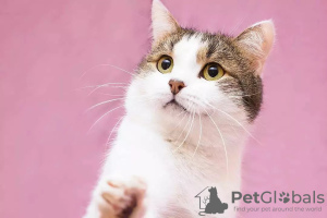 Photo №2 de l'annonce № 62059 de la vente  - acheter à Fédération de Russie annonce privée