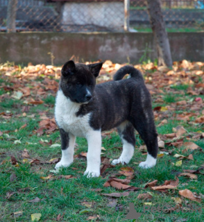 Photo №2 de l'annonce № 17686 de la vente akita (chien) - acheter à Fédération de Russie annonce privée