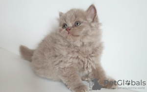 Photo №3. British longhair cat lilas babyboy - Père est champion du monde. République Tchèque