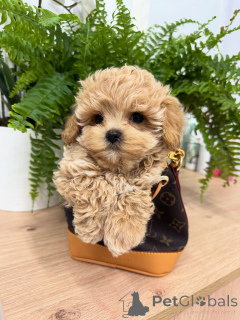 Photo №2 de l'annonce № 158857 de la vente maltipu - acheter à Allemagne éleveur