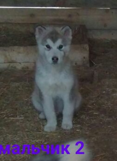 Photo №2 de l'annonce № 6719 de la vente malamute de l'alaska - acheter à Fédération de Russie annonce privée, éleveur