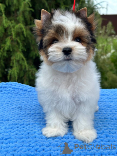 Photo №1. biewer yorkshire terrier - à vendre en ville de Orcha | négocié | Annonce №146846