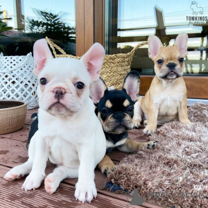 Photo №1. bouledogue - à vendre en ville de Kvisingsbo | 1270€ | Annonce №168378