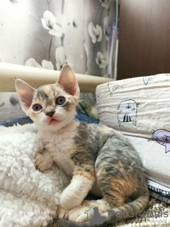 Photo №4. Je vais vendre devon rex en ville de Тихорецк. annonce privée - prix - négocié