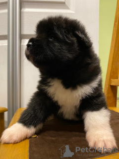 Photos supplémentaires: American Akita Fluffy Girl à vendre