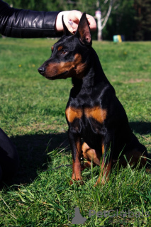 Photo №2. Service d'accouplement pinscher miniature. Prix - négocié