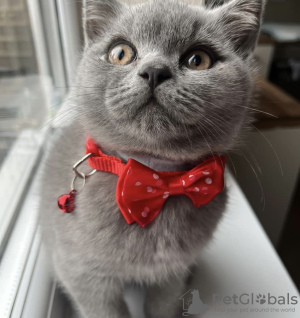 Photo №2 de l'annonce № 101672 de la vente british shorthair - acheter à Allemagne annonce privée, éleveur