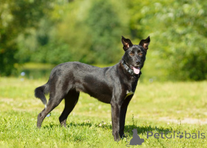 Photo №2 de l'annonce № 151420 de la vente chien bâtard - acheter à Fédération de Russie de l'abri