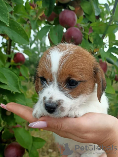 Photo №4. Je vais vendre jack russell terrier en ville de Aigle. de la fourrière, éleveur - prix - négocié