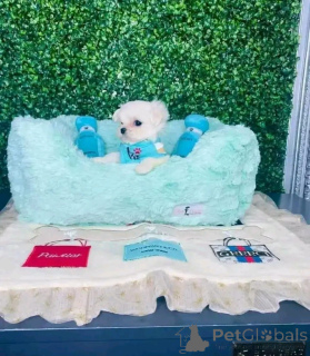 Photo №2 de l'annonce № 163079 de la vente bichon maltais - acheter à Pologne éleveur