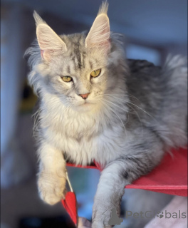 Photo №1. maine coon - à vendre en ville de Baden-Baden | 965€ | Annonce № 163187