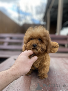 Photo №2 de l'annonce № 165780 de la vente maltipu - acheter à Ukraine annonce privée