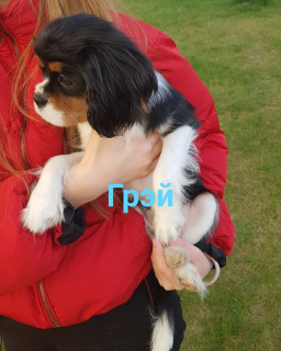 Photo №1. cavalier king charles spaniel - à vendre en ville de Zhodino | négocié | Annonce №6450