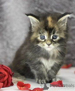 Photo №2 de l'annonce № 163325 de la vente maine coon - acheter à Allemagne éleveur