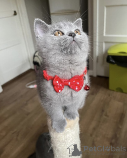 Photo №4. Je vais vendre british shorthair en ville de Munich. annonce privée - prix - 255€