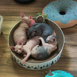 Photo №1. sphynx - à vendre en ville de Berne | négocié | Annonce № 122090