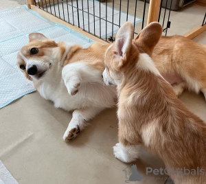 Photo №3. Pembroke Welsh Corgi chiens. La croatie