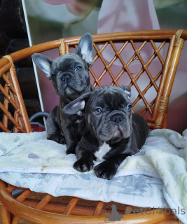 Photo №1.  - à vendre en ville de Biélorussie | 563€ | Annonce №161650