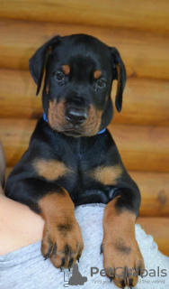 Photos supplémentaires: Chiots Dobermann à vendre