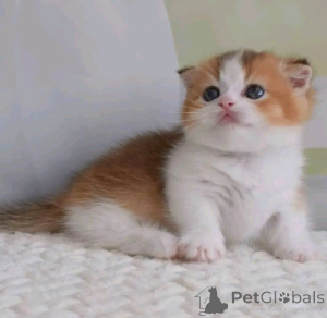 Photo №4. Je vais vendre munchkin en ville de Londres. éleveur - prix - négocié