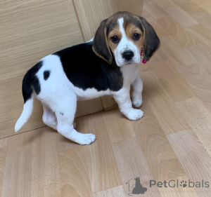 Photo №1. beagle - à vendre en ville de Halle | 500€ | Annonce №159415