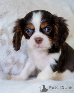 Photo №2 de l'annonce № 157218 de la vente cavalier king charles spaniel - acheter à La finlande annonce privée