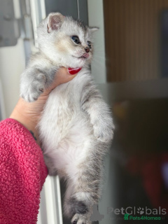 Photo №3. Beyutiful British Shorthair Kittens. Belgique