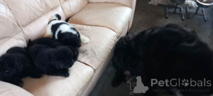 Photo №3. Chiots Terre-Neuve à vendre.....whatsapp moi au 44 7453 907158. Pays Bas