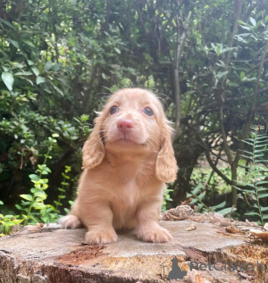 Photo №4. Je vais vendre teckel en ville de Berlin. annonce privée, éleveur - prix - 500€