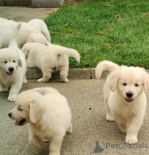 Photo №1. golden retriever - à vendre en ville de Athènes | négocié | Annonce №158309