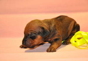 Photo №2 de l'annonce № 2926 de la vente chien de rhodésie à crête dorsale - acheter à Fédération de Russie de la fourrière